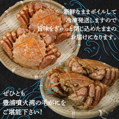 ふるさと納税 豊浦町 【先行受付】【地元現役漁師が厳選!!】ボイル・毛ガニ2尾(1尾400〜500g) TYUR007 |  | 03