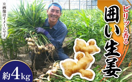 【2026年1月末-順次発送】囲い生姜 約 4kg / ショウガ 南島原市 / ふくはちファーム/福島農園 [SBS012]