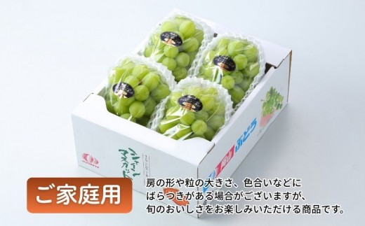 岡山県産 ご家庭用 シャインマスカット晴王 約2kg 3～6房 | フルーツ 果物 くだもの ぶどう ブドウ シャインマスカット 晴王 国産 岡山県産 食品 人気 おすすめ ご家庭用 自宅用 果物 く