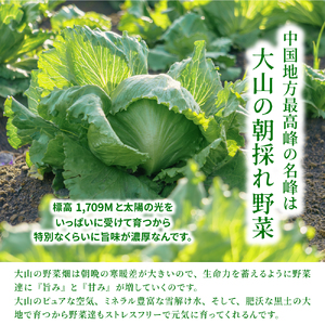 MS-01　新鮮朝採れ野菜　お手ごろセット