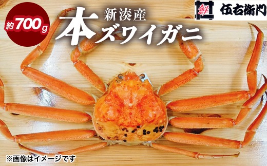 【伍右衛門】新湊産本ズワイガニ約700g｜海の幸 海鮮 お祝い 集まり メニュー 冬の味覚 茹でたて 新鮮 国産 富山県産 ※2026年11月～発送 ※発送まで1か月以上かかる場合があります。