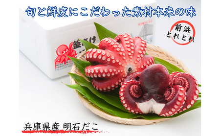 ほんまにうまい 釜あげ明石だこ 大 2尾 魚貝類 タコ 加工食品 