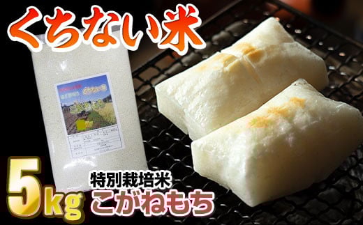 【 令和7年産 新米 】くちない米（ こがねもち 白米 ）5kg  もち米 餅米 おもち お正月 東北のお米 産直 産地直送 岩手県北上市 C0084