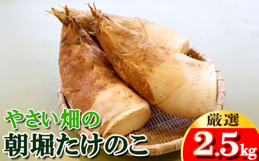 【先行受付】やさい畑の朝堀りたけのこ 2.5kg予約《3月中旬-4月中旬頃出荷》 熊本県 南関町産 春 筍