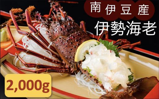 伊勢海老セット[D]　【いせえび 伊勢海老 伊勢海老 鮮魚 海老 えび 人気 名産 高級 おすすめ 数量限定 贈答 静岡県 南伊豆 伊豆 】 
