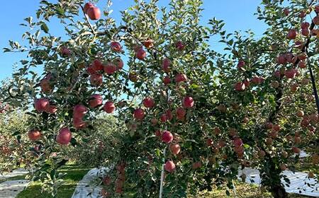 りんご ふじ 5kg （12玉～20玉）リンゴ フルーツ 果物 F6Q-289