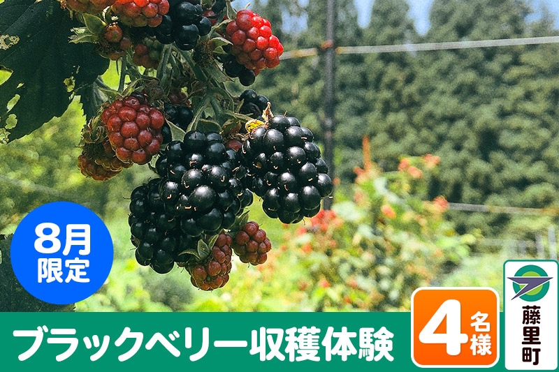 
ブラックベリー 収穫体験（2024年8月限定） 4名様分 フルーツ 果物 秋田県 藤里町 菓子工房エスポワール
