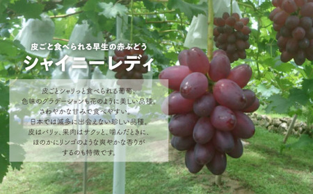 【厳選品】シャイニーレディ 1房 700g～ (岡山県産) 赤色の早生葡萄! 【KF-B081-03】