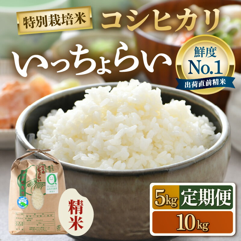 【ふるさと納税】【先行予約】【令和8年産・新米】【一等米】特別栽培米 コシヒカリ いっちょらい 精米 5kg 10kg 定期便【選べる容量 定期便】 ／ 5キロ 10キロ 12ヶ月 福井県産 ブランド米 コシヒカリ ご飯 白米 新鮮 大賞 受賞 ※2026年10月上旬以降順次発送予定