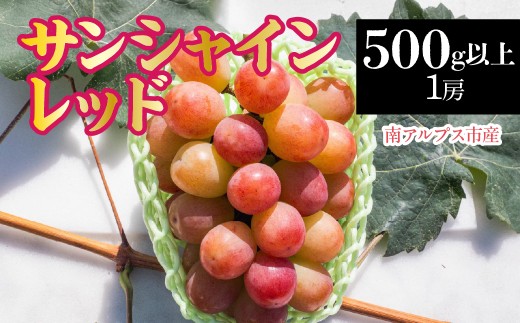 【2026年発送先行予約】南アルプス市産　サンシャインレッド　500g以上（1房） ALPDD019　|  |