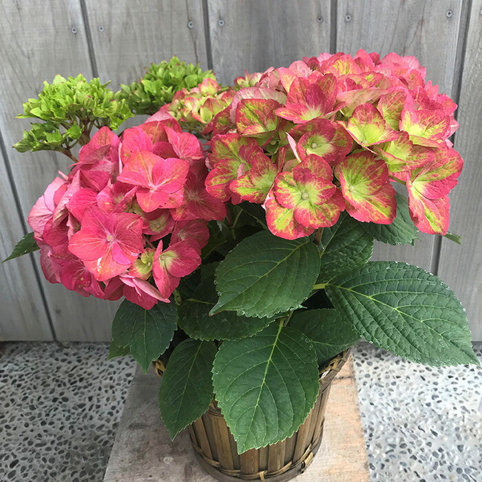 【先行受付】アジサイ マスカレード 5号 混色｜紫陽花ギフト 花苗 鉢植【53850-001-04】