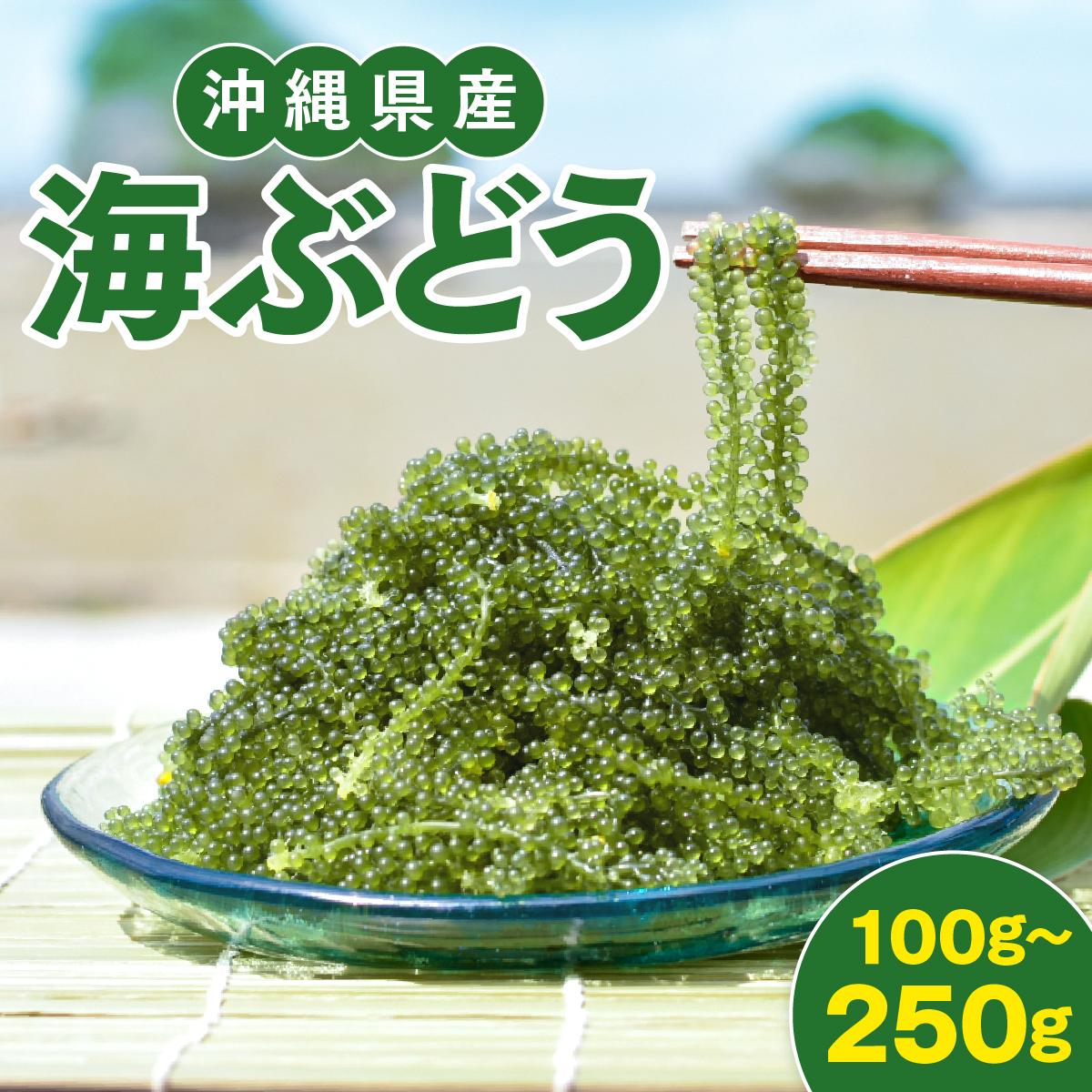 【ふるさと納税】＜選べる容量＞沖縄県産 海ぶどう 100~250g（ご自宅用）|海ぶどう 新鮮 お取り寄せ グリーンキャビア 沖縄県 南城市 有限会社板馬養殖センター