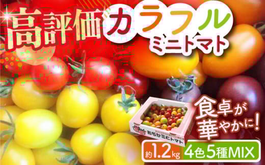 【先行予約】【4色5種MIX】カラフルミニトマト 約1.2kg ミニトマト プチトマト 野菜 トマト とまと ミニトマト カラフル 小値賀町 りんたろうふぁ～む [DAE001]  1万円 以上