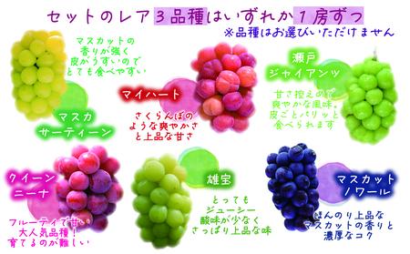 【2616-0472】岡山 花笑み農園『園主おすすめぶどう4種セット』(4房) 4M-2R