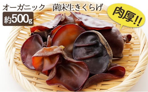オーガニック 菌床生きくらげ 約500g [№5734-0107]