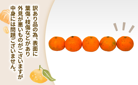 蜜柑 訳あり 小玉 温州みかん 早生 10kg 玉津柑橘倶楽部 早生温州 温州 みかん 早生みかん 小玉みかん 甘い 果物 くだもの フルーツ 柑橘 mikan 蜜柑 愛媛蜜柑 愛媛みかん わけあり 