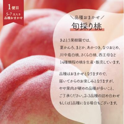ふるさと納税 真庭市 【発送月固定定期便】【2026年先行予約】桃、ピオーネ、シャインマスカット定期便 (岡山県産)全3回 |  | 01