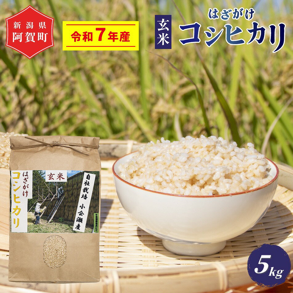 【ふるさと納税】 《新米予約》 玄米 5kg 新潟県産 コシヒカリ はざ掛け 天日干し 令和7年産 越後奥阿賀産 | 小会瀬 はざがけ こしひかり 一等米 送料無料 お取り寄せ お米 ※2025年10月下旬頃より順次発送