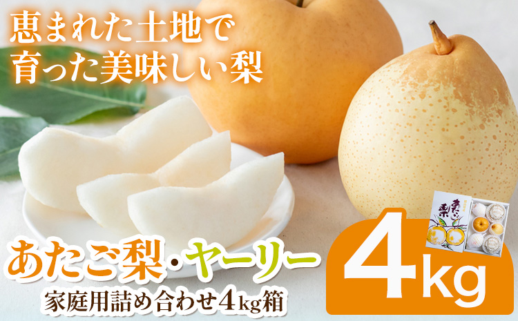 【2026年先行予約】家庭用 梨 詰め合わせ 計4kg あたご梨 2～3玉 鴨梨 3～7玉  石原果樹園 《2026年11月中旬-12月下旬頃より発送予定》梨 果物 ---124_3195_11b12c_25_20000_4kg---