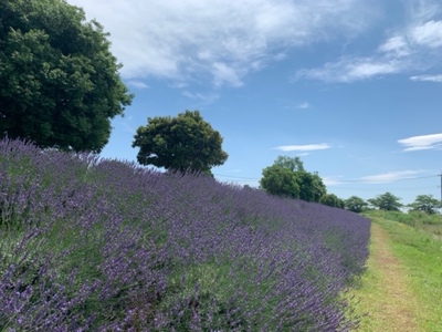 上質で芳醇な香り ラベンダー芳香蒸留水 100ml  |  アロマ アロマオイル