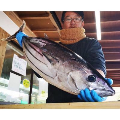 ふるさと納税 土佐清水市 藁焼き鰹のたたき(1節 500g〜600g)タレ・塩付 3点セット 冷蔵 大サイズ【R00835】
