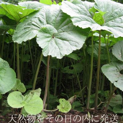 ふるさと納税 富良野市 2026年先行予約　北海道富良野産 天然ふき 2kg |  | 01