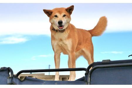 日本捜索救助犬協会の活動を応援！10万円 ｜被災地支援 犬猫支援