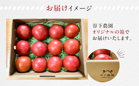 先行受付【期間限定】地元下呂市の人気者！大地の恵みがぎゅーっと詰まった果肉が厚い 大玉トマト 約 2kg（サイズ混合）《飛騨下呂産》麗月 とまと 産地直送【61-6】
