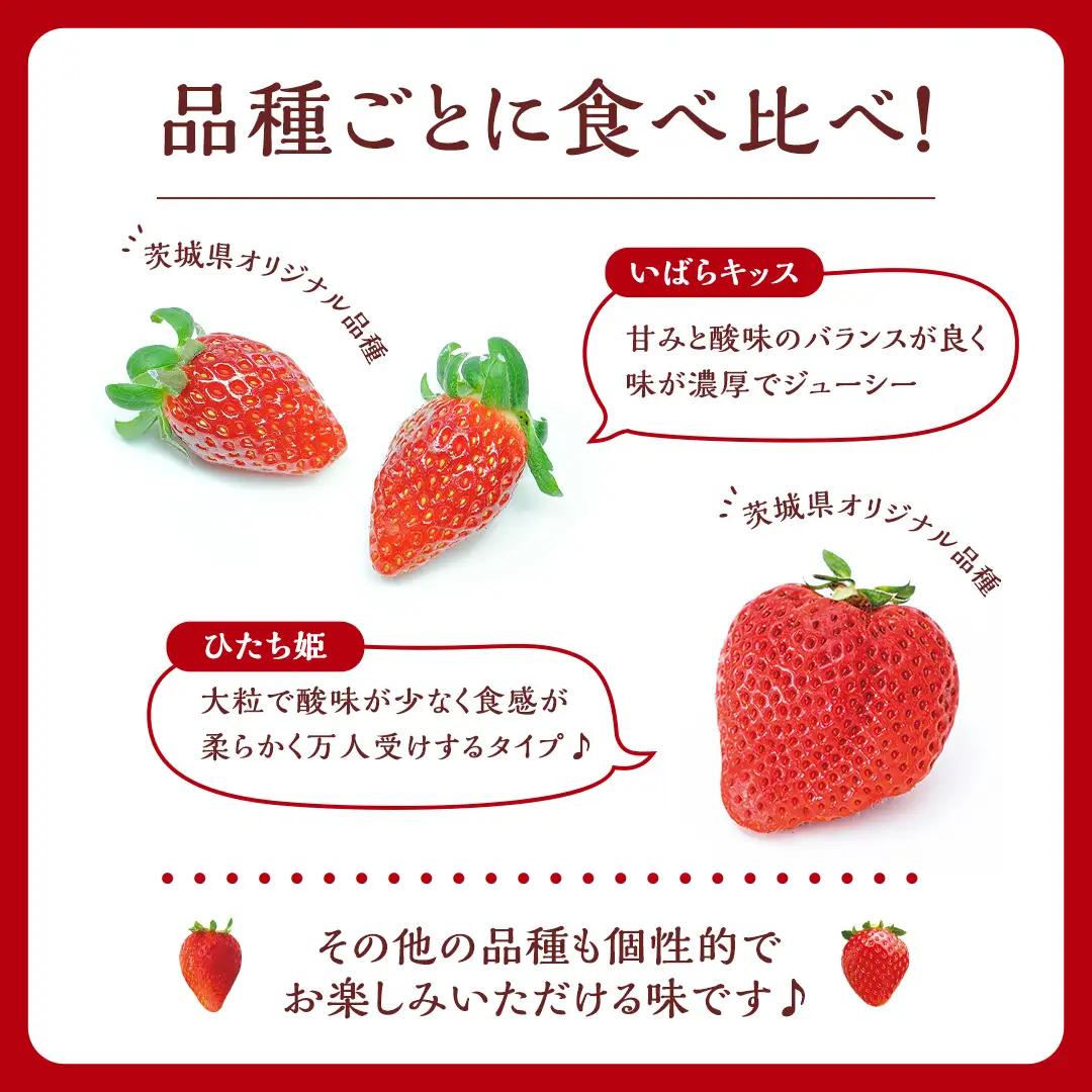 いちご 4種 完熟セット 約1040g 茨城いちごグランプリ受賞農園 