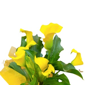 【 オンライン決済限定 】 母の日 カラー 鉢植え イエロー 5号 黄系 花 贈り物 お祝い 植物 季節 生花 フラワー ギフト 2025年5月から順次発送 静岡県 藤枝市