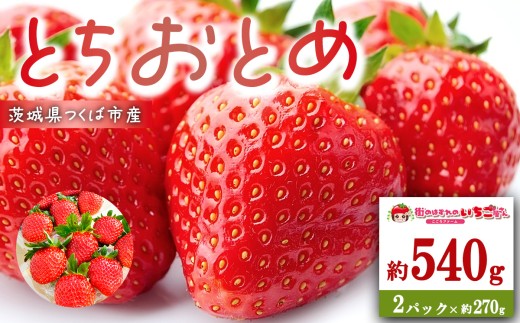 茨城県産とちおとめ 約540g │ いちご イチゴ 苺 とちおとめ 果物 フルーツ 茨城県 つくば市