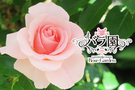 ＜予約受付＞2026年6月より発送　花巻温泉バラ園 オリジナル品種「オリンピアローズ2020」 新苗 【914】