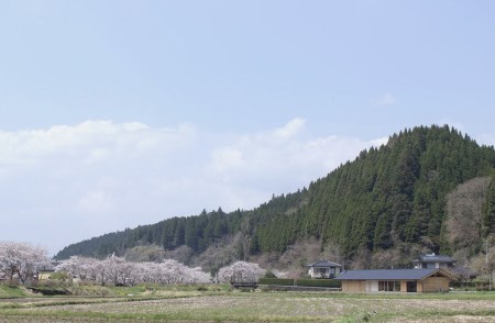 【FIL】小国杉プレート(中) SUGI PLATE MEDIUM