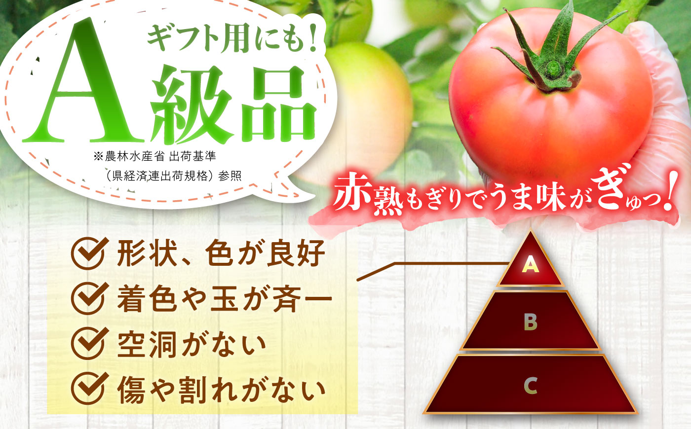 【7月上旬から順次発送】王様トマト 3.7kg 箱入り / トマト とまと 箱入り 3.7キロ 国産 / 恵那市 / 阿部農園 [AUGA005]
