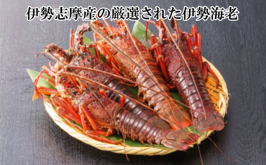 厳選された国産伊勢海老