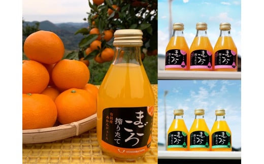 L552　【果樹王国和歌山　みかんジュース定期便】　飲み比べ（２）　　全３回