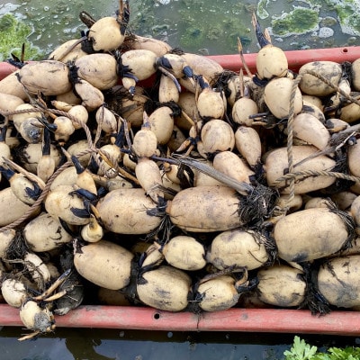 【鮮度抜群!茨城県かすみがうら市産】シャキシャキ蓮根 霞ヶ浦れんこん4kg 産地厳選【配送不可地域：離島】【1667482】
