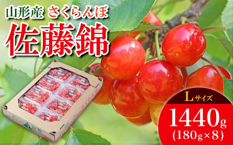 
            さくらんぼ 佐藤錦 L 1440g(180g×8) 【令和8年産先行予約】FS25-533 くだもの 果物 フルーツ 山形 山形県 山形市 2026年産
          