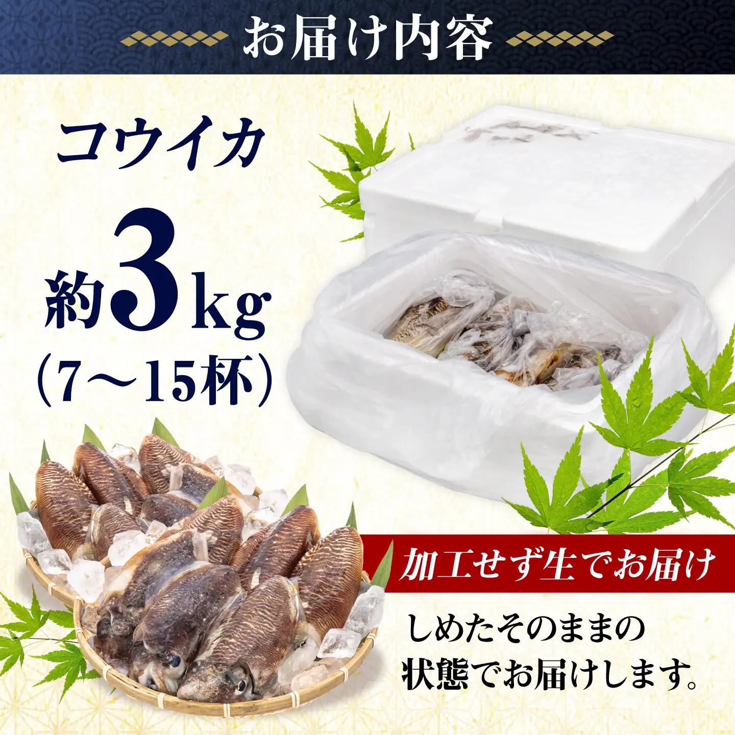 築上町で捕れた コウイカ 約3kg (7～15杯)《築上町》【明青丸】 いか イカ 海鮮 おつまみ 新鮮 海鮮丼 刺し身[ABCB008]