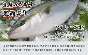 KRBF15-2602 ＜2026年2月配送＞活じめ！黒瀬ぶりの生鮮ブリフィレー 1.5kg前後