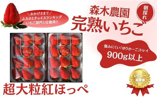 
060-34【3月～4月発送】最高の贅沢をあなたに…森木農園が育てる『超大粒紅ほっぺ』2トレイ 合計900ｇ以上 【常温発送】
