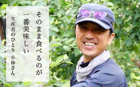 【訳あり】先行受付 サンふじ 約5kg 10～23玉 ［小布施屋］リンゴ 不揃い 規格外 令和8年産 【2026年11月下旬～2027年3月下旬発送】 ［A-12］