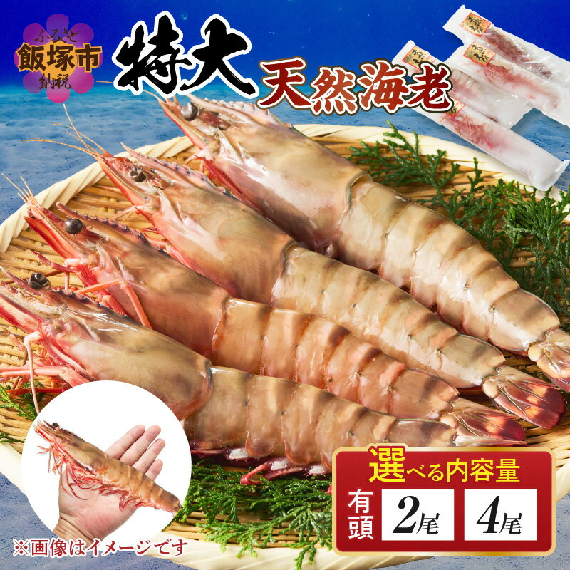 【ふるさと納税】＼内容量が選べる／特大 天然海老（有頭）2尾 4尾 魚介類 エビ えび 有頭海老 エビフライ 海鮮 塩焼き 冷凍 ブラックタイガー 特大 天然 パエリア パスタ エビマヨ 手巻き バーベキュー BBQ 【1204レビューCP】