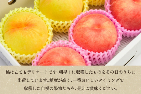 【2026年先行予約】新潟県産 厳選旬のもも 約3kg（1品種） 桃