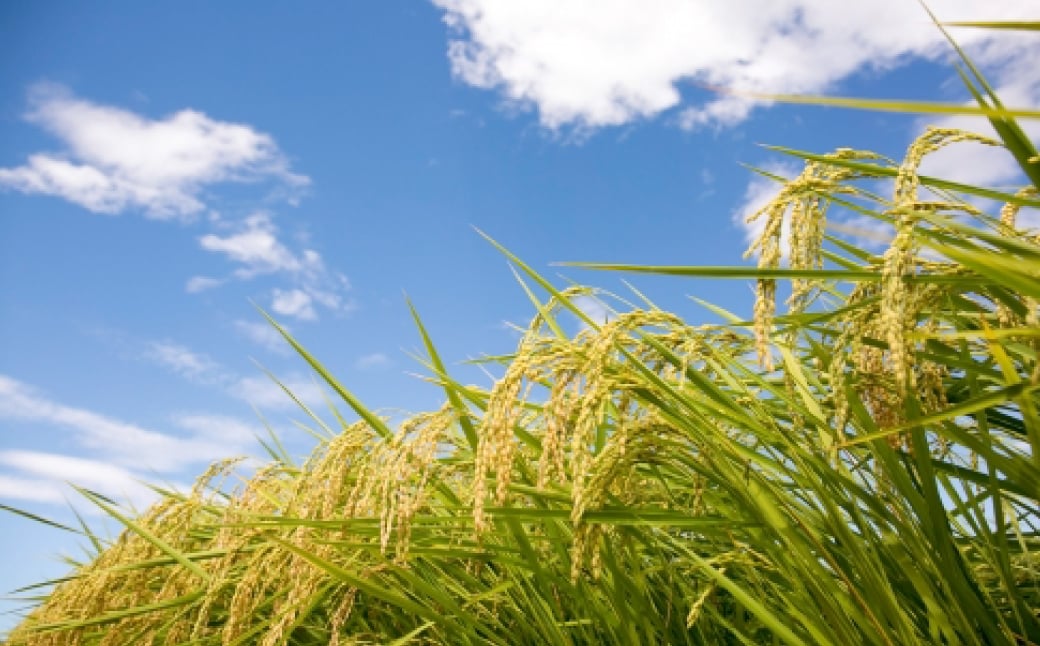 おこめのおやつ 10袋セット