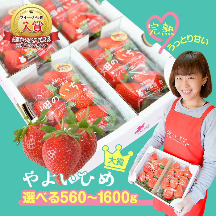 【ふるさと納税】 いちご 苺 イチゴ やよいひめ 2～4パック (560g～1600g) 選べる量と発送時期 (1月～5月) 低農薬 大粒 完熟 甘い ステビア栽培 贈答用 果物 フルーツ 茨城県 鉾田市 うさみ園直送 第5回茨城いちごグランプリ大賞受賞
