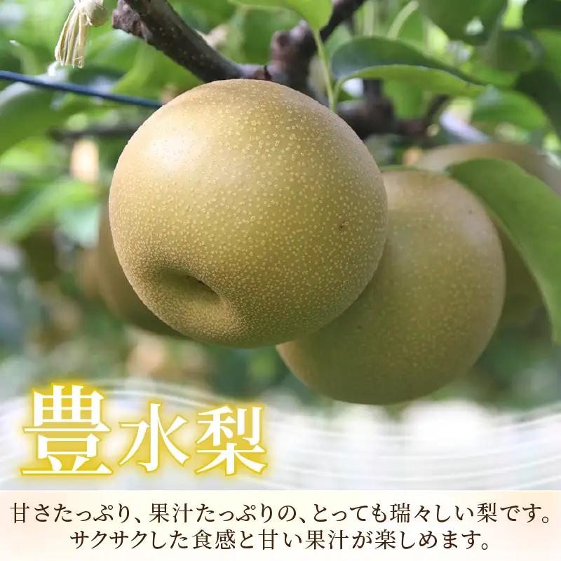 【先行予約】《数量限定》豊水梨 特選 5～6玉入 約3kg もぎたて 新鮮 ／ 期間限定 果物 フルーツ 農家直送 お取り寄せ 豊水 梨 なし 福井県 あわら市 ※2026年9月上旬より順次発送予定 