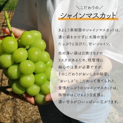 【発送月固定定期便】人気果物2種類が届く 桃とシャインの満足便!(岡山県産)全2回【配送不可地域：離島】