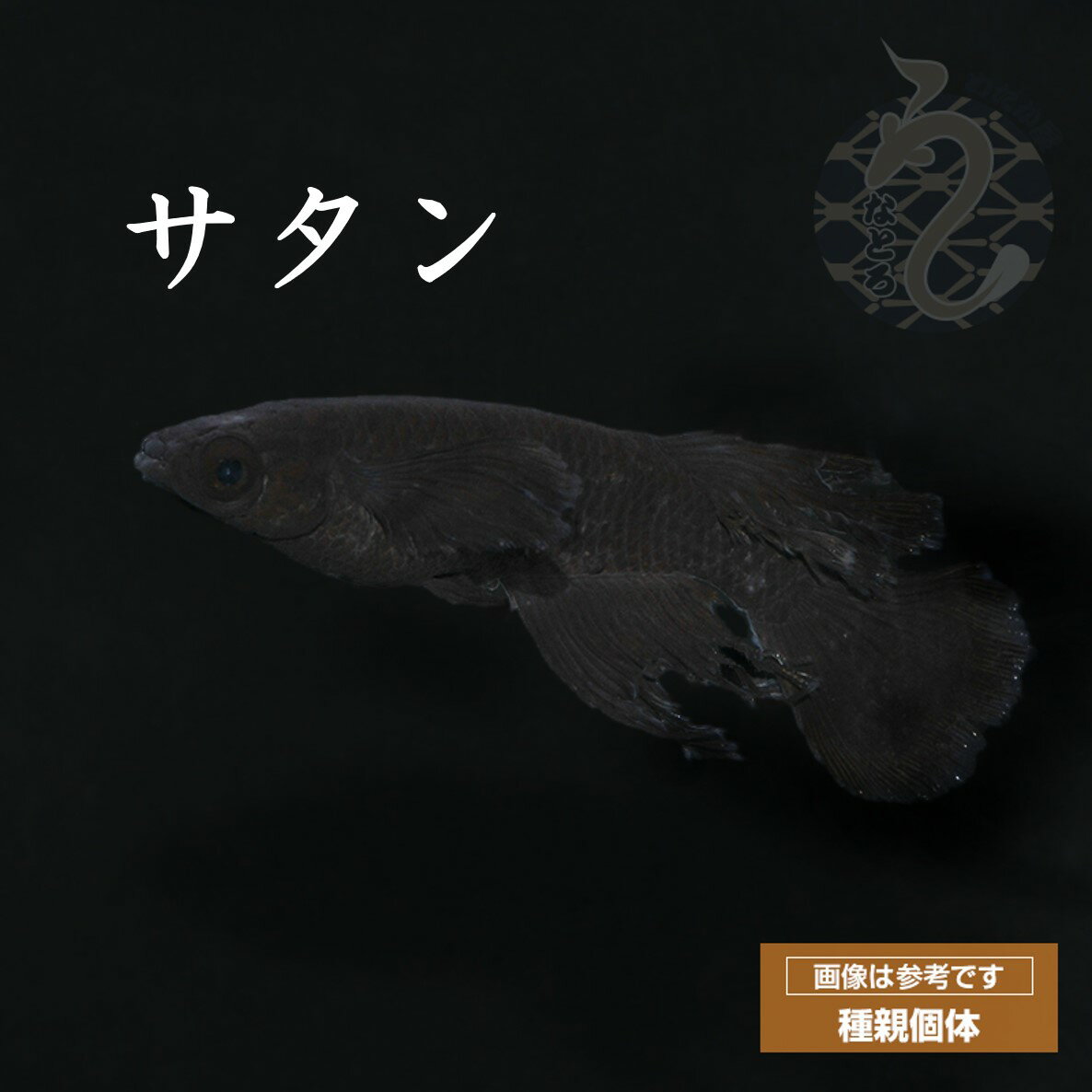 【ふるさと納税】0010-087　メダカ「サタン」1ペア