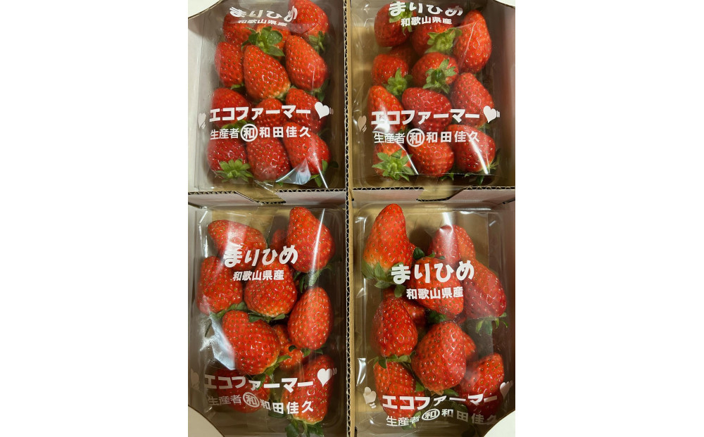 紀州和歌山ブランドいちご「まりひめ」約250g×4P ［2027年3月上旬頃～3月下旬頃に順次発送］［UT39］